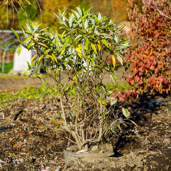 Sweet Thing Magnolia