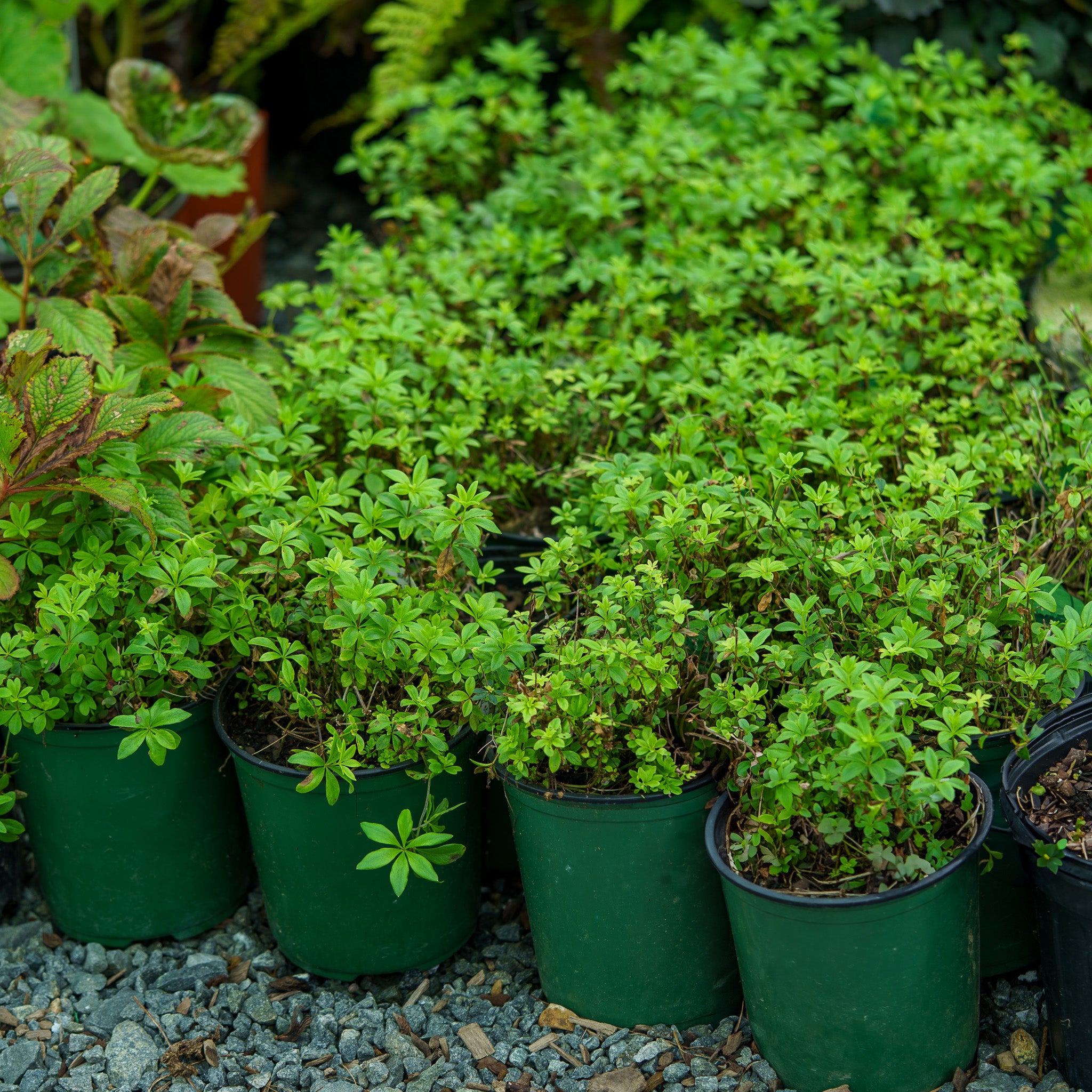 Sweet Woodruff – Plant Detectives