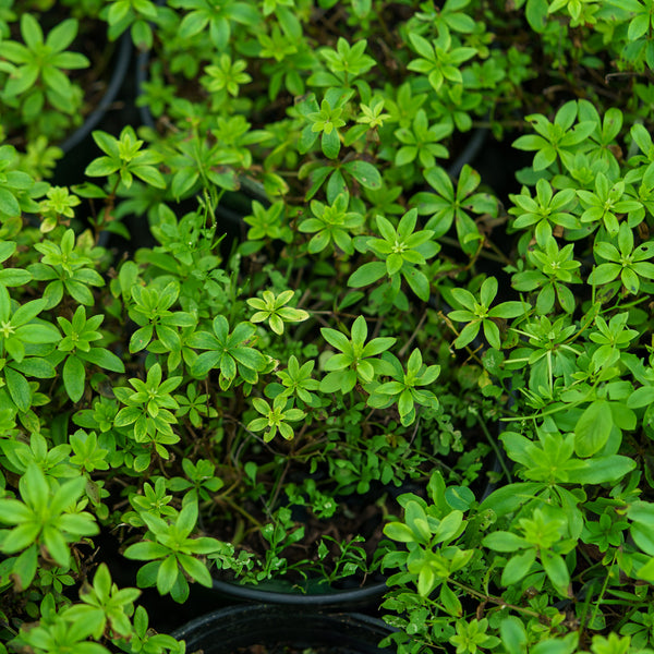 Sweet Woodruff