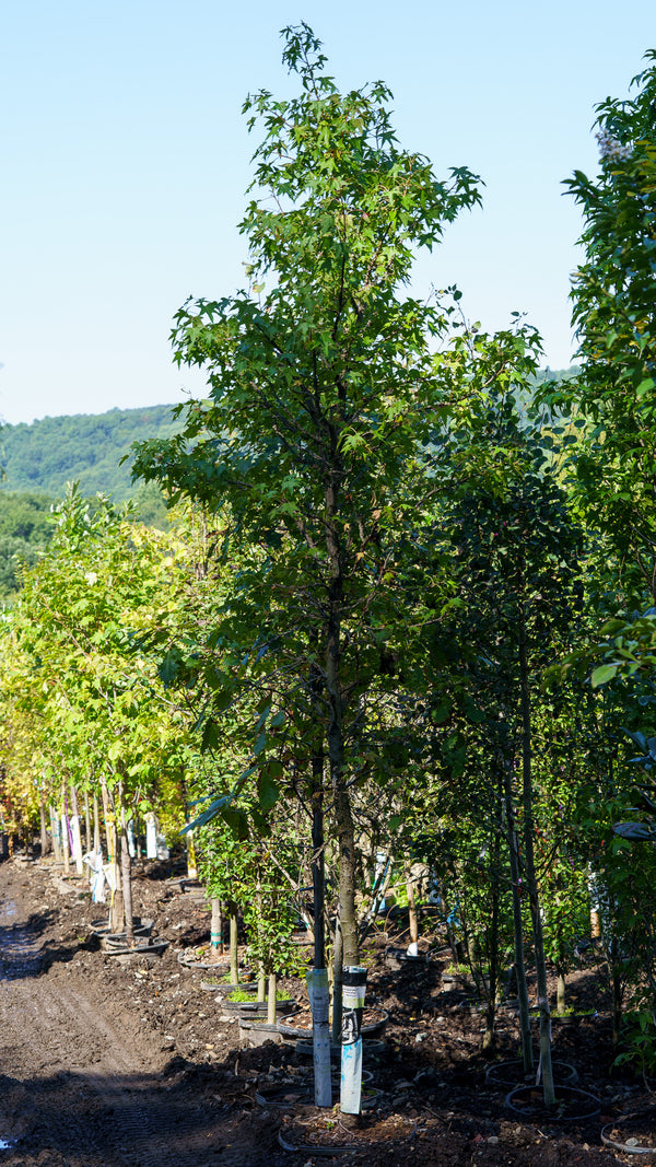 Sweetgum