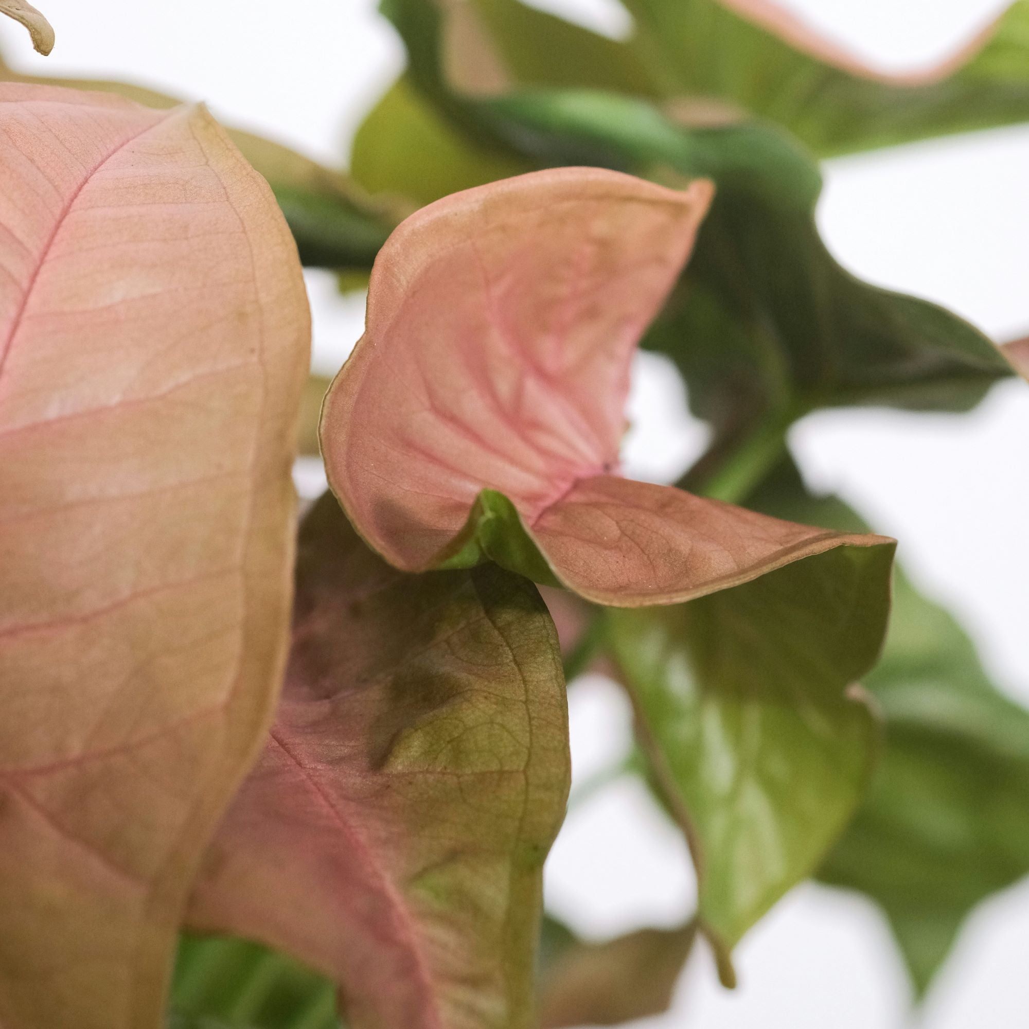 The Syngonium Guide – Plant Detectives