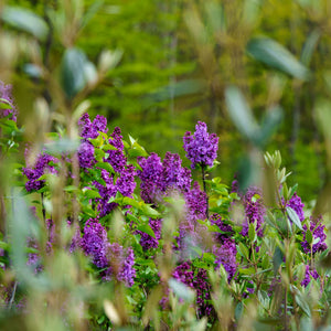Row of Lilac Bushes