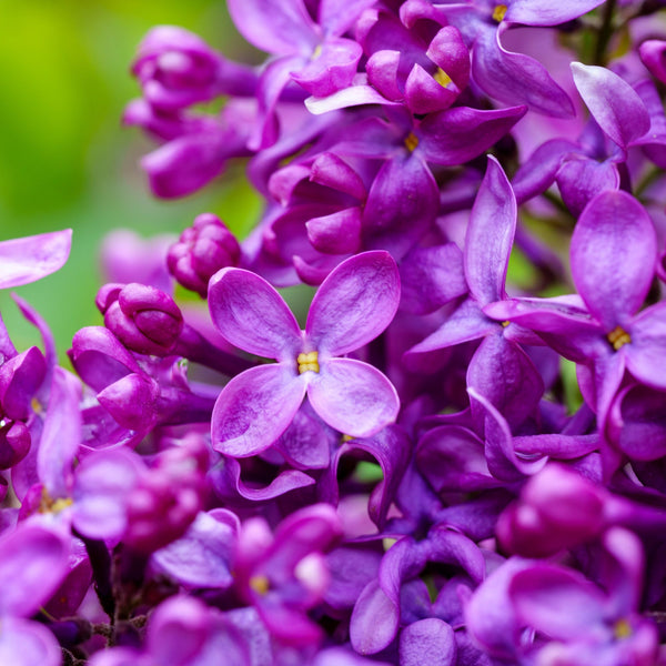 Monge Lilac - Lilac - Shrubs