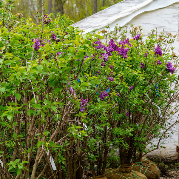 Monge Lilac - Lilac - Shrubs