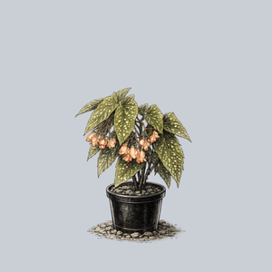 Tamaya Begonia