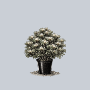 Tani Mano Uki Japanese White Pine