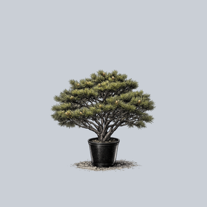 Tanyosho Japanese Red Pine