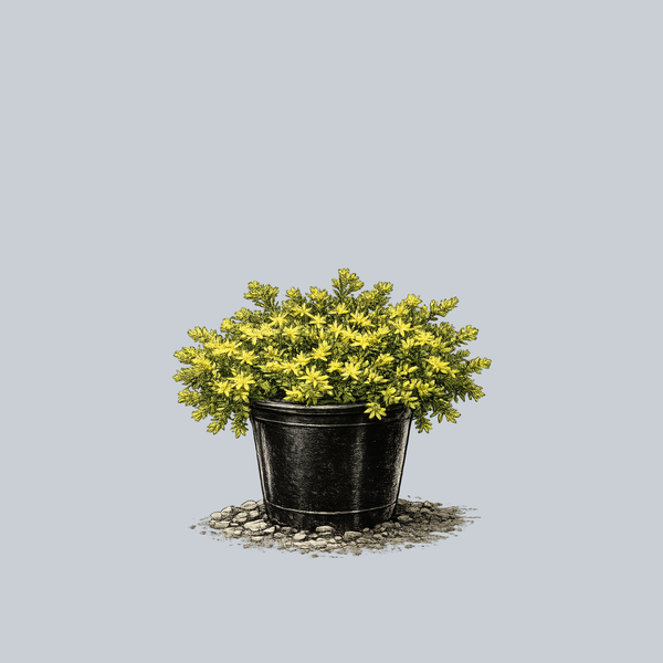 Tasteless Stonecrop