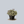 Load image into Gallery viewer, Tectonic Shangri-La Begonia
