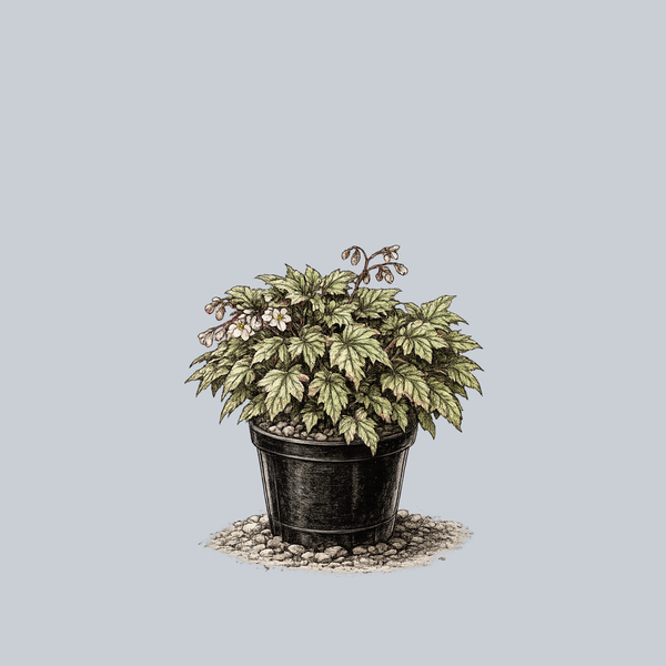 Tectonic Shangri-La Begonia