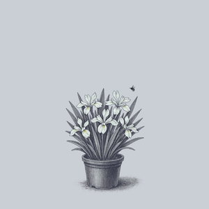 Tennessee White Crested Iris