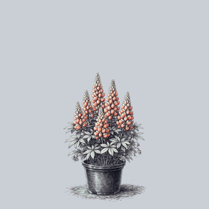Terracotta Lupine