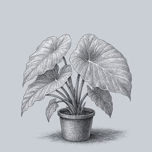 Thailand Giant Elephant Ear