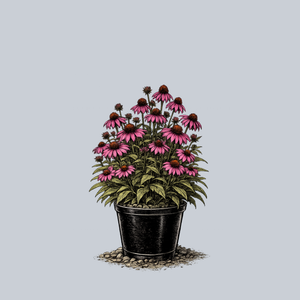 The Fuchsia is Bright Coneflower