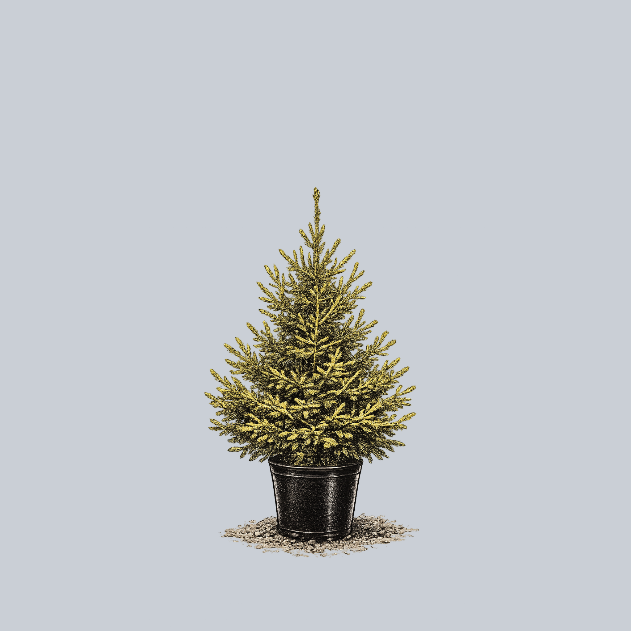 The Limey Norway Spruce – Plant Detectives