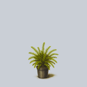 Thunderbolt Box Honeysuckle