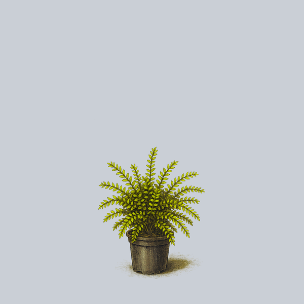 Thunderbolt Box Honeysuckle