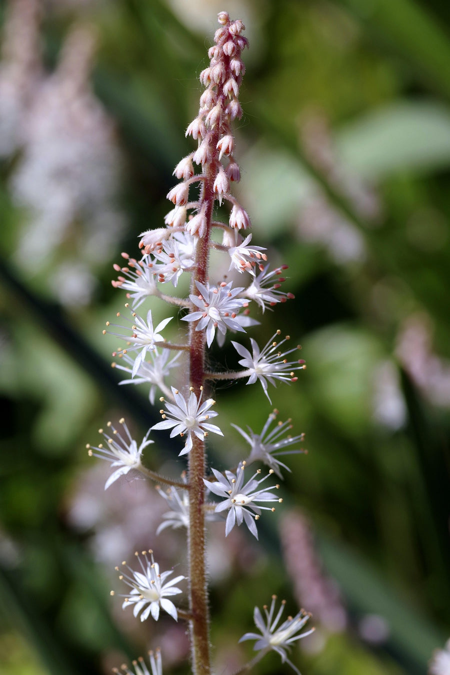 The Tiarella Guide – Plant Detectives