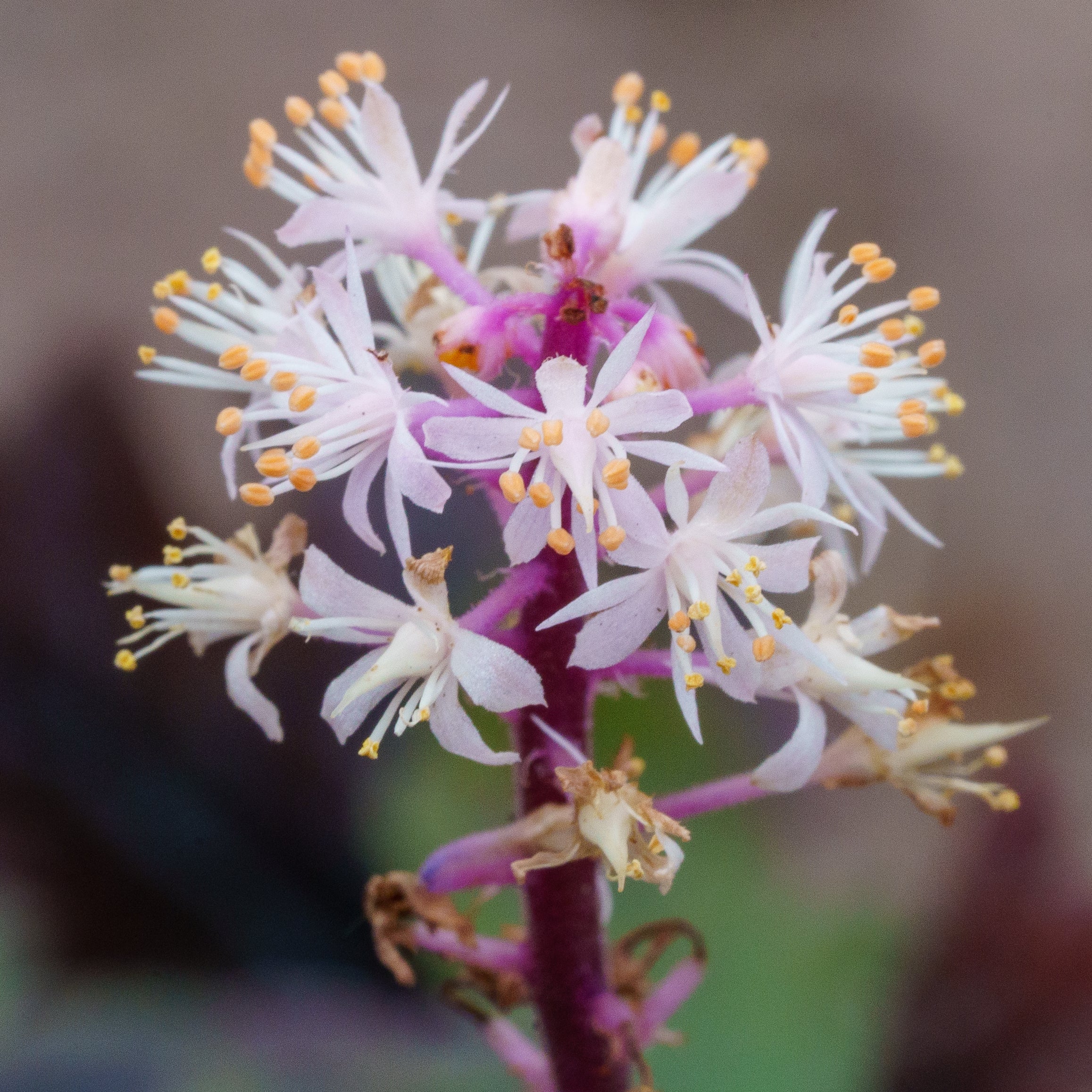The Tiarella Guide – Plant Detectives