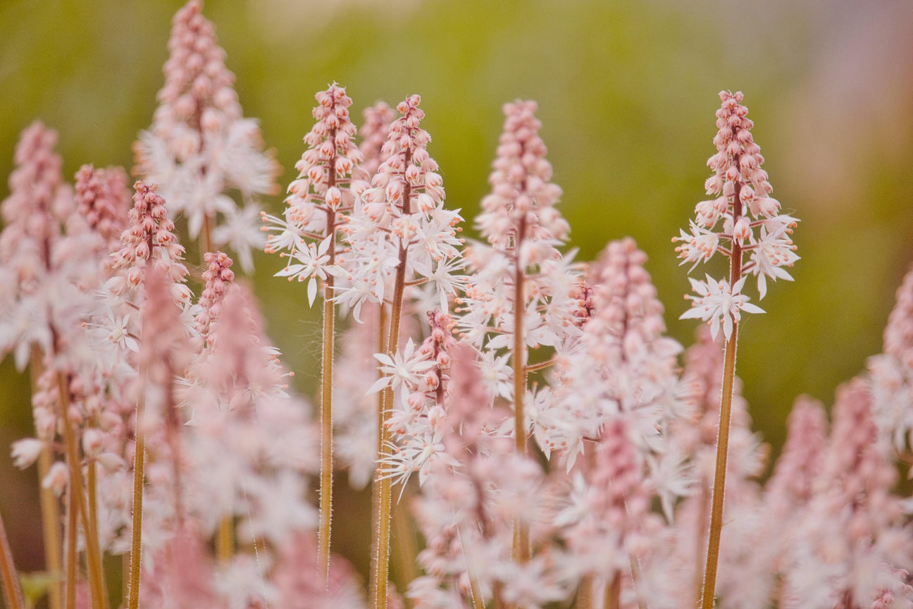The Tiarella Guide – Plant Detectives