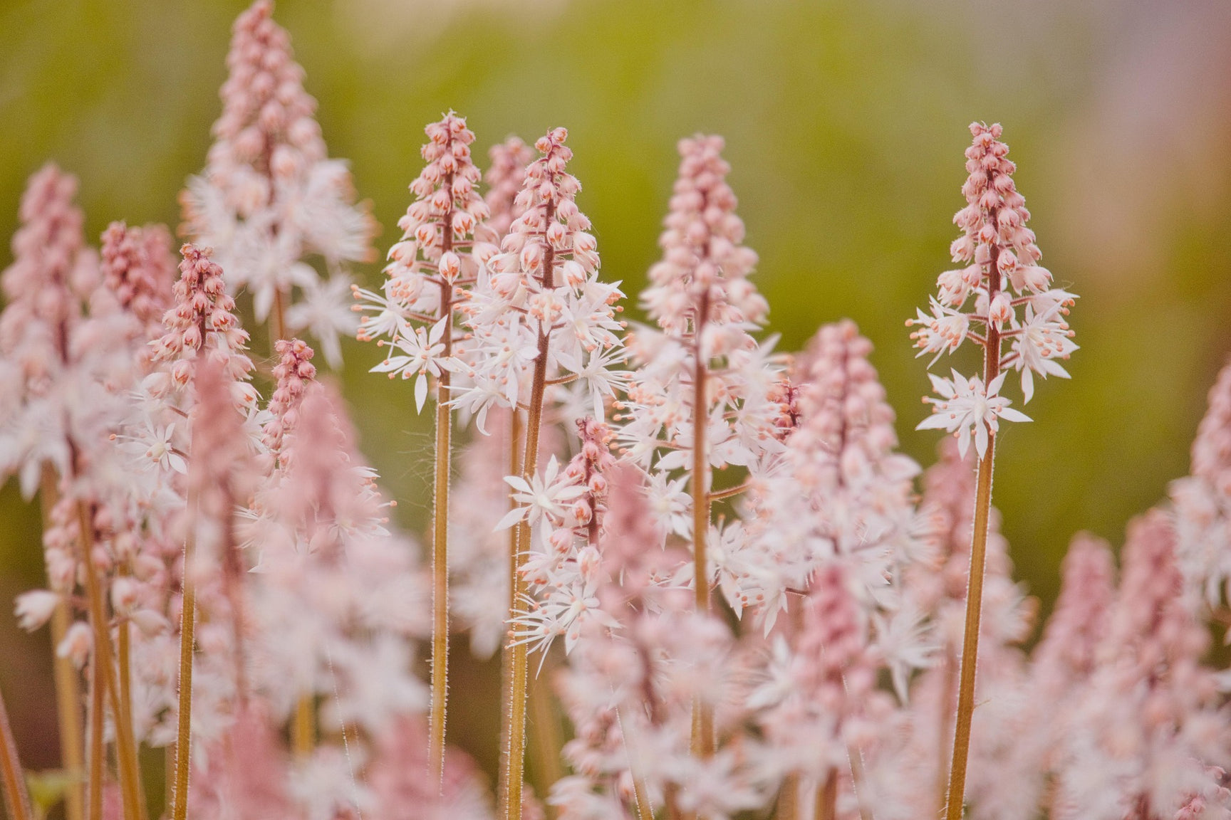 The Tiarella Guide – Plant Detectives
