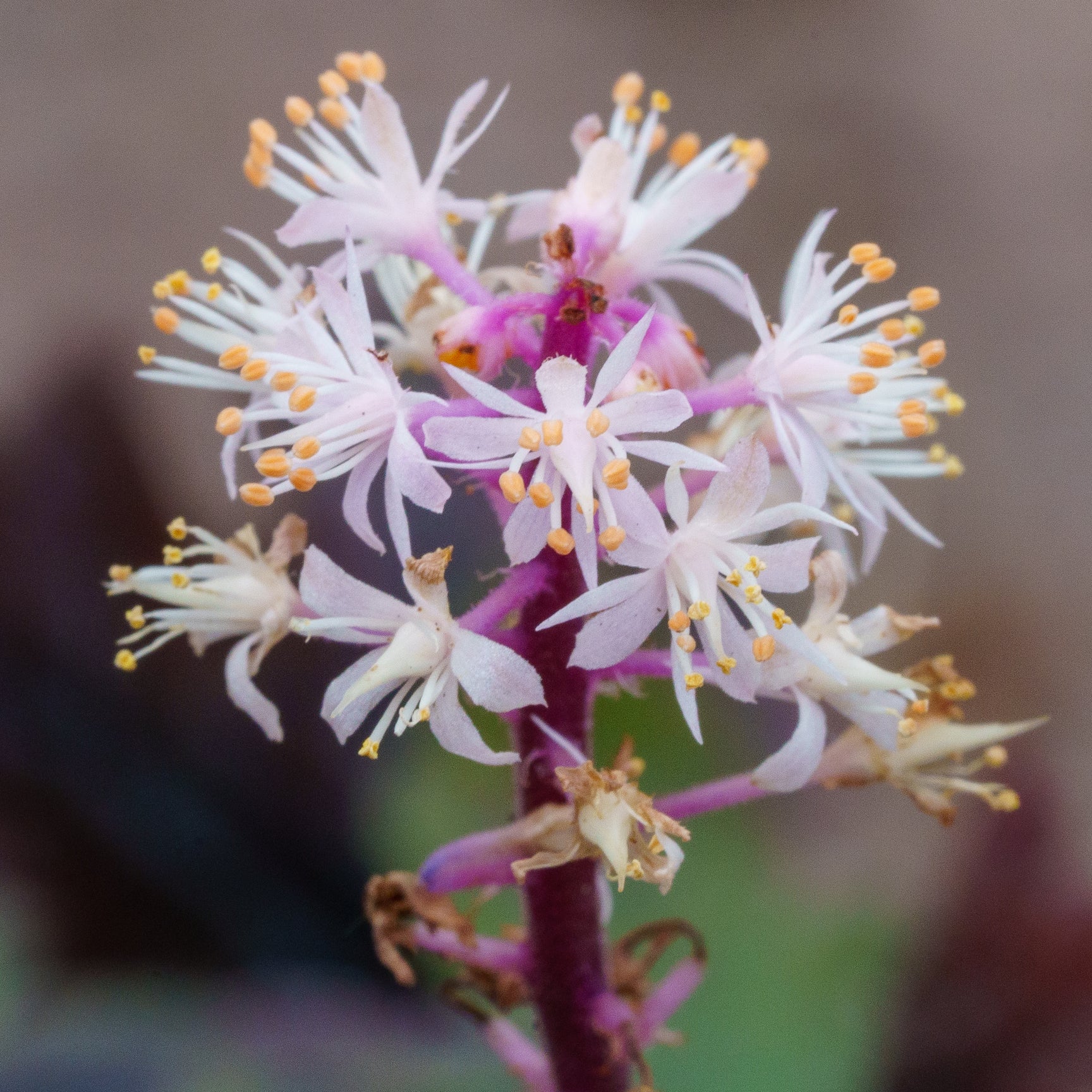 The Tiarella Guide – Plant Detectives