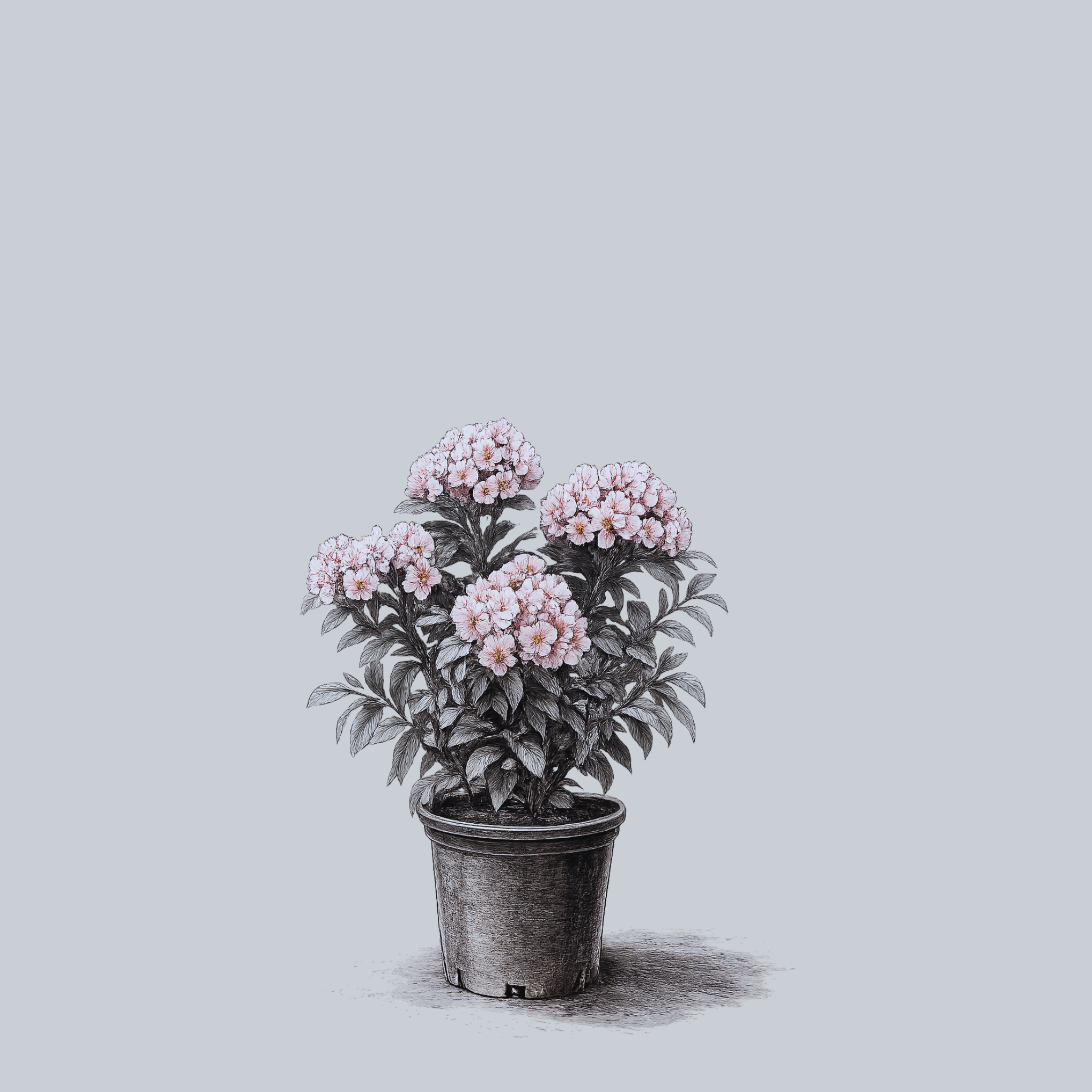 204g】DCFリトルスター Mountain Laurel Designs Mountain Laurel