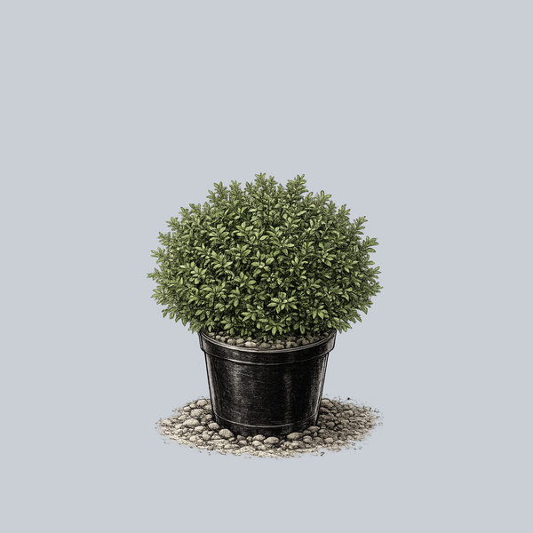 Tide Hill Korean Boxwood