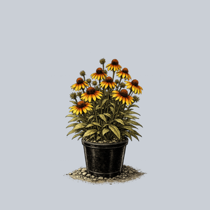 Tiger Eye Coneflower
