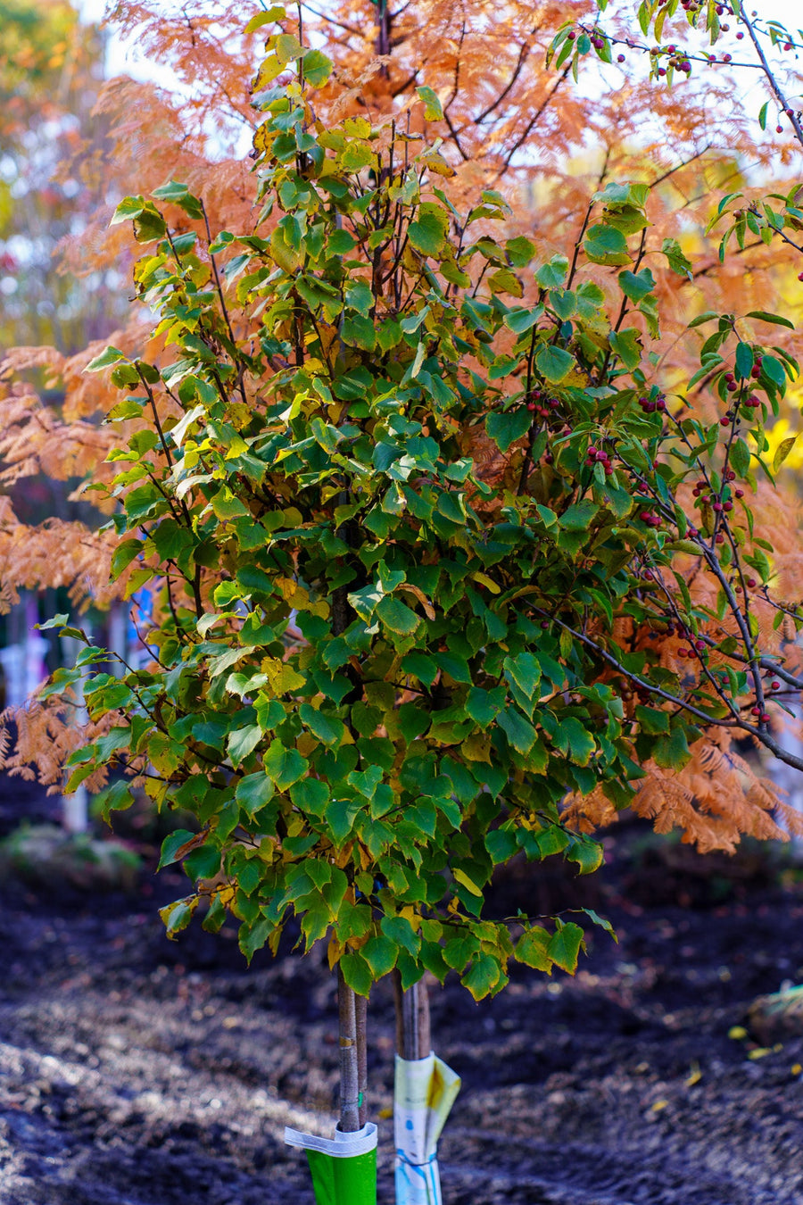 Lindon Tree Range The Linden Guide – Plant Detectives