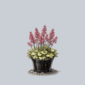 Timeless Glow Coral Bells