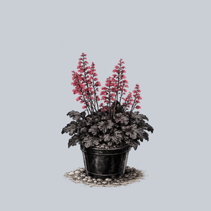 Timeless Night Coral Bells