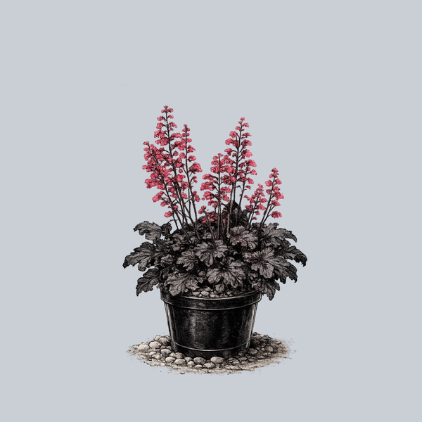 Timeless Night Coral Bells