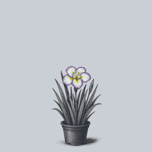 Tiramisu Dinner Plate Japanese Iris
