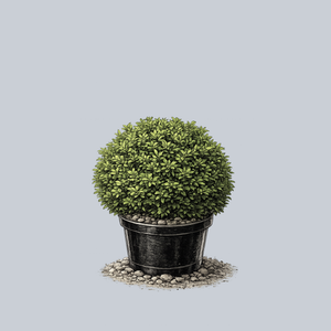 Titan Boxwood