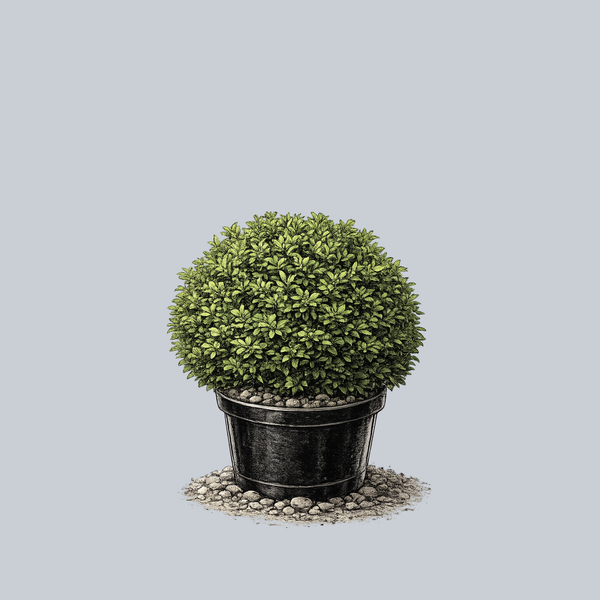 Titan Boxwood