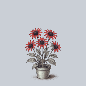 Tomato Soup Coneflower