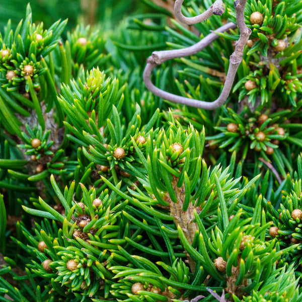 Tompa Norway Spruce - Spruce - Conifers