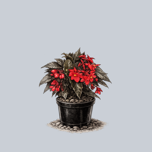 Torch Begonia
