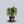 Load image into Gallery viewer, Tornado Dracaena
