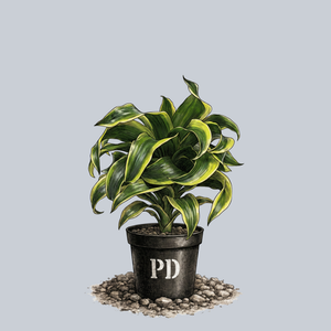Tornado Dracaena