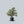 Load image into Gallery viewer, Tortuosa Beech
