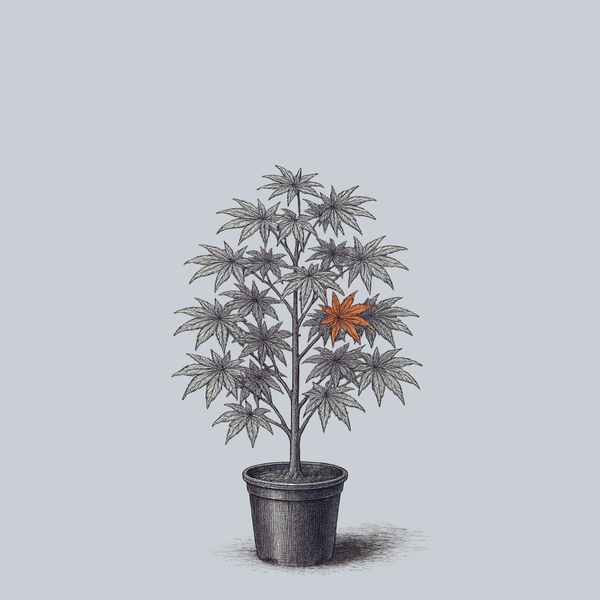 Toshi Japanese Maple