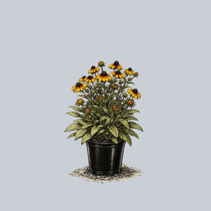 Toto Black-Eyed Susan