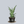 Load image into Gallery viewer, Tough Lady Snake Plant
