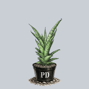 Tough Lady Snake Plant