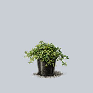 Trailing Jade Peperomia