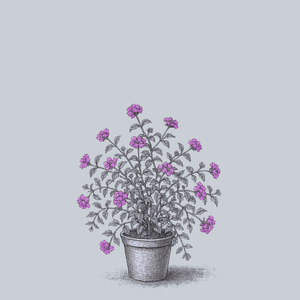 Trailing Lavender Lantana