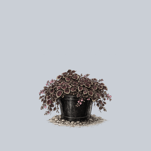 Trailing Rose Coleus