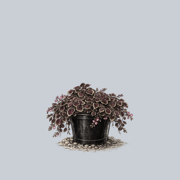 Trailing Rose Coleus